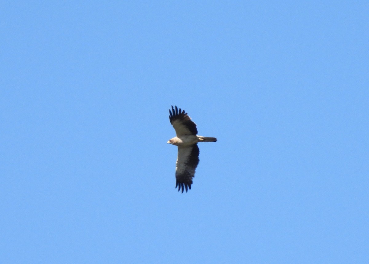 Booted Eagle - ML354425831