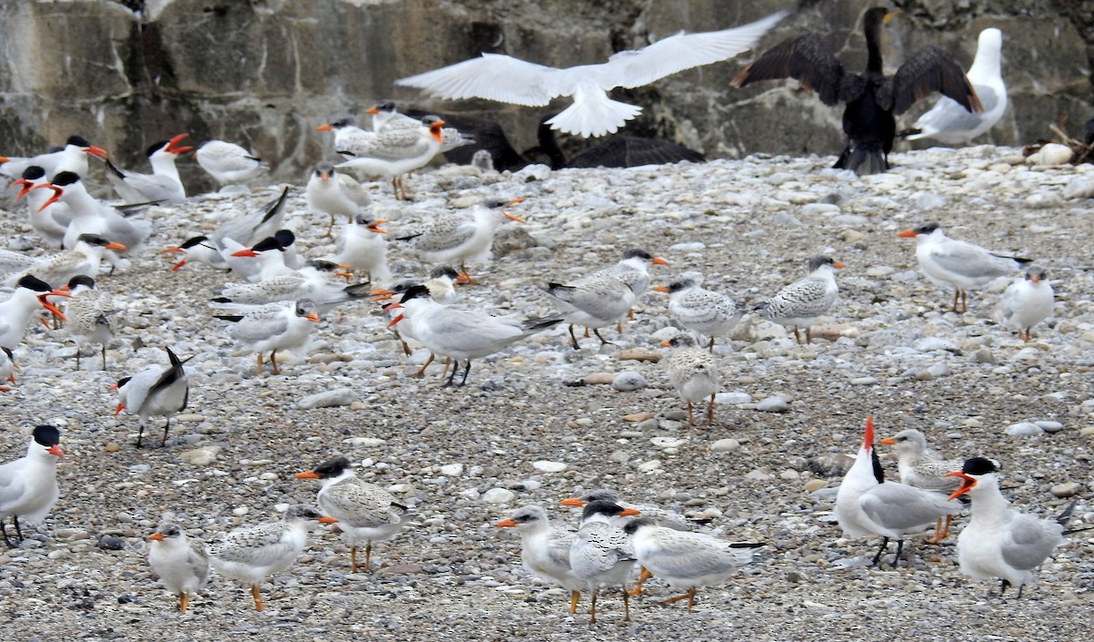 Caspian Tern - shelley seidman
