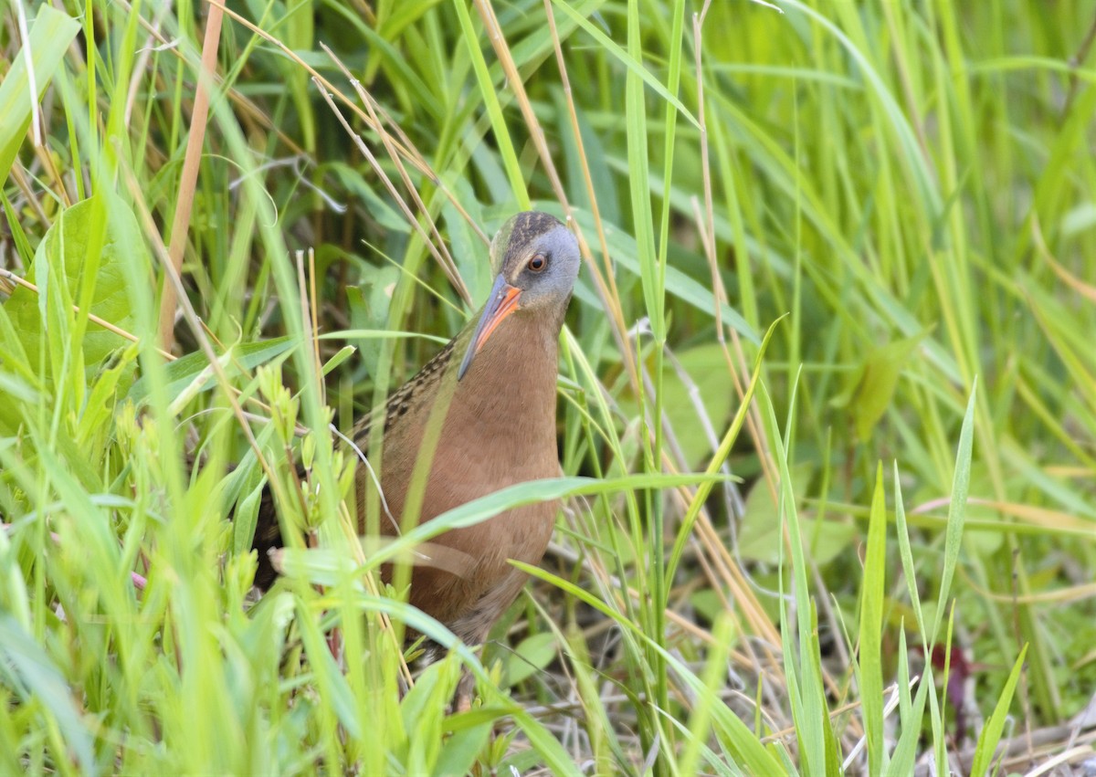 Virginia Rail - ML354427791