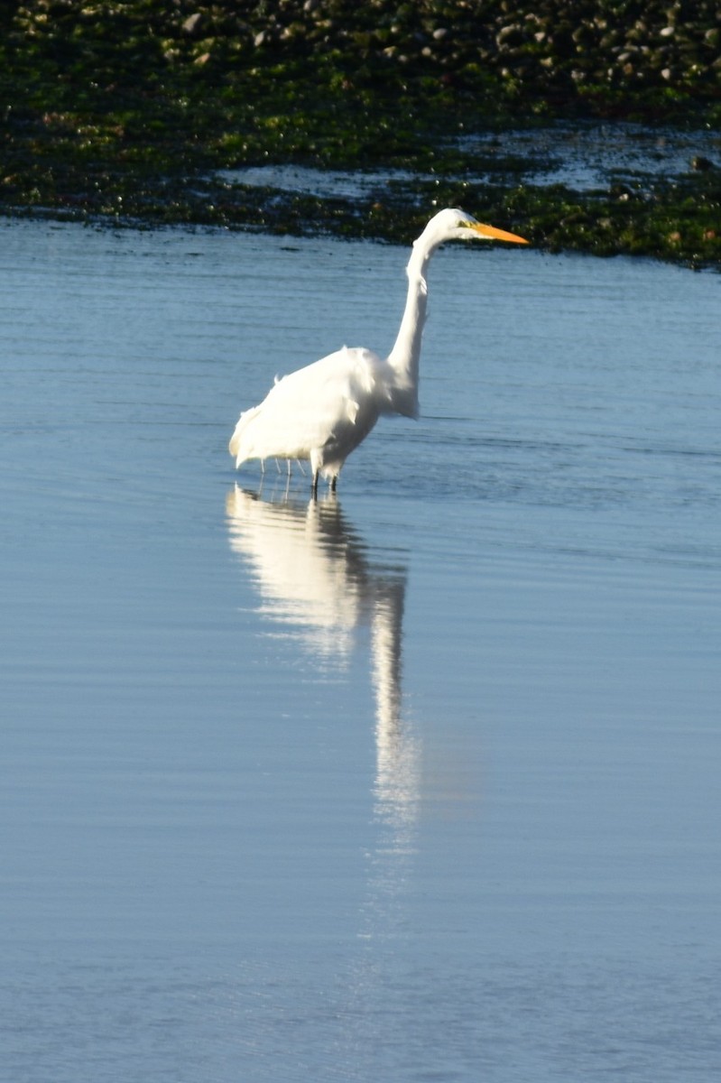 Great Egret - COA KIUS