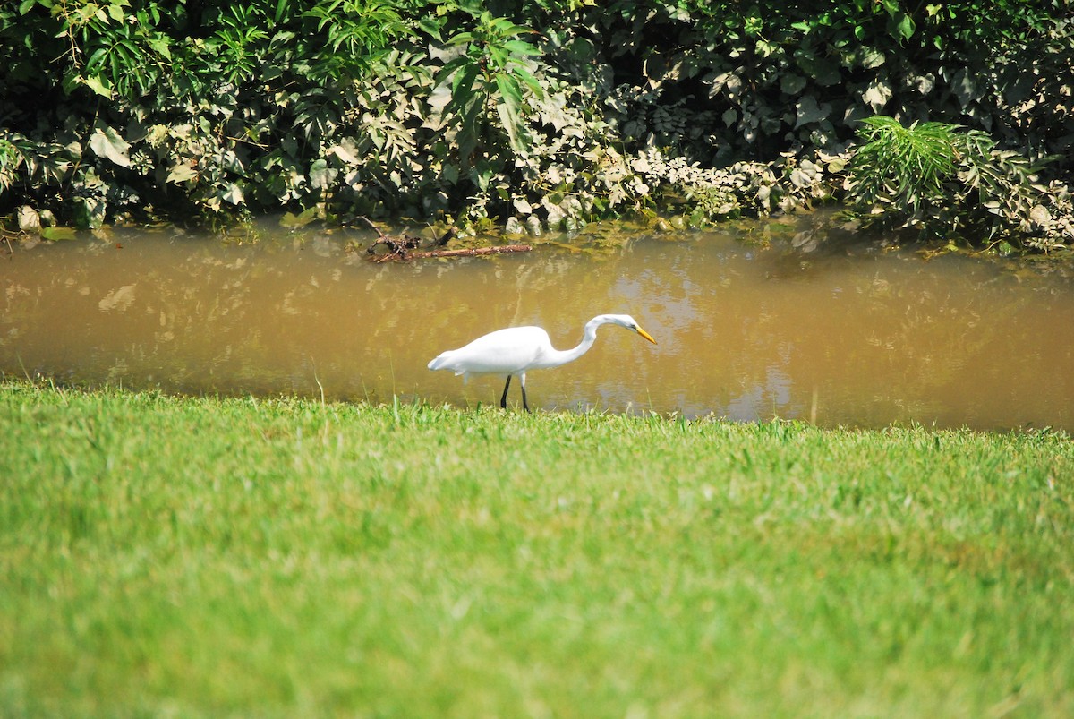 Great Egret - ML354431981