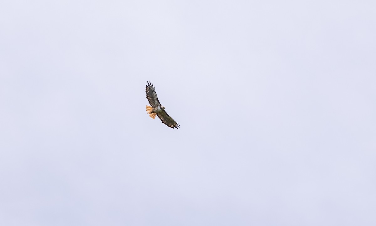 Red-tailed Hawk (costaricensis) - ML354432511