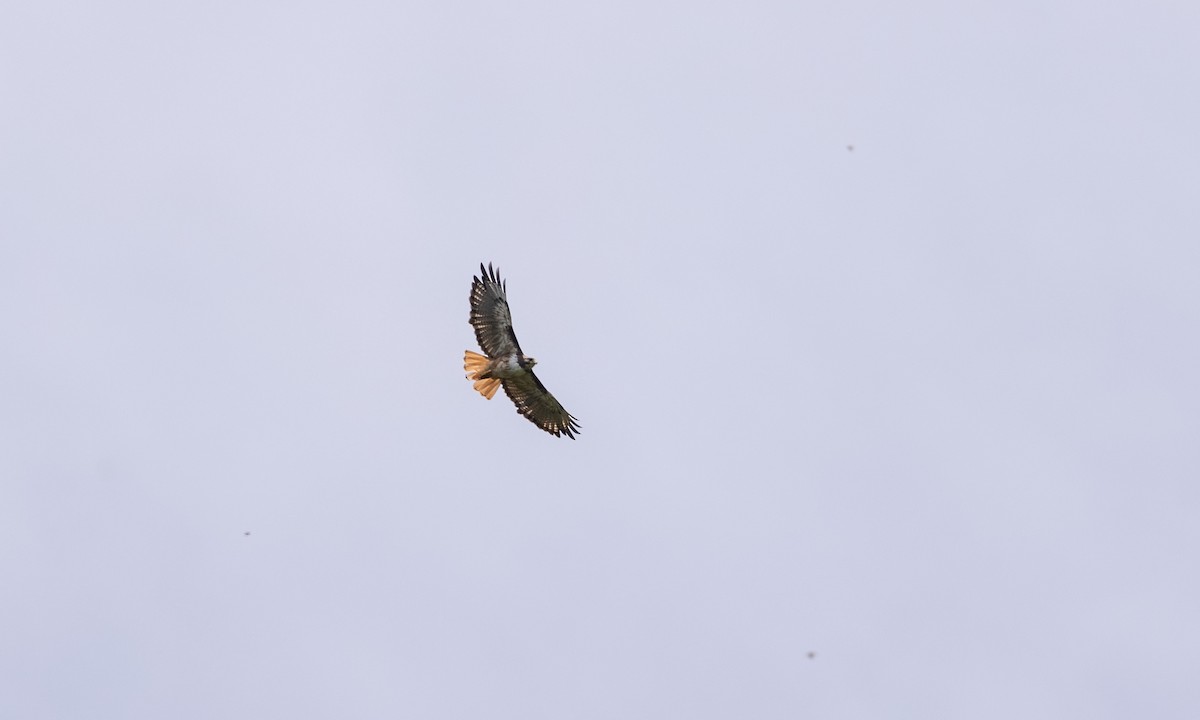 Red-tailed Hawk (costaricensis) - Paul Fenwick