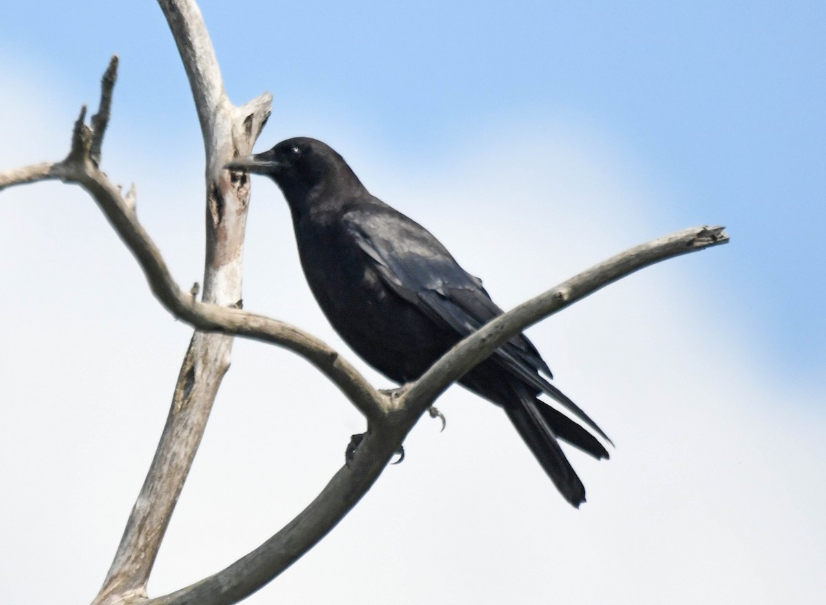 American Crow - ML354433711