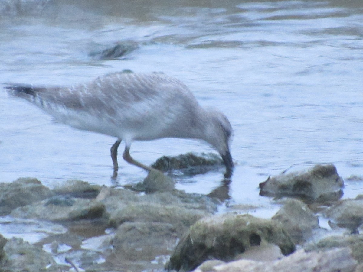 Red Knot - ML35443431