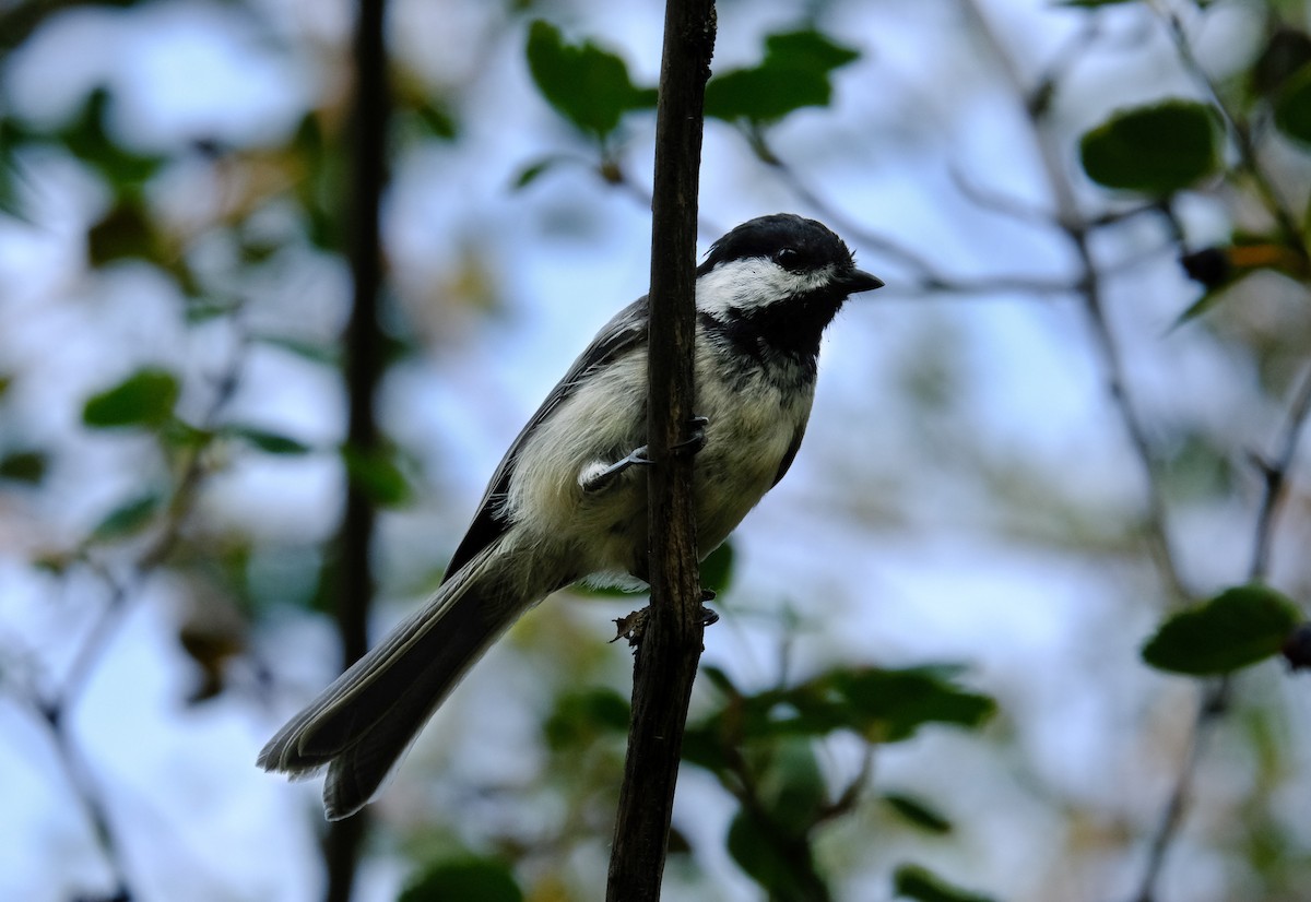 Black-capped Chickadee - ML354434841