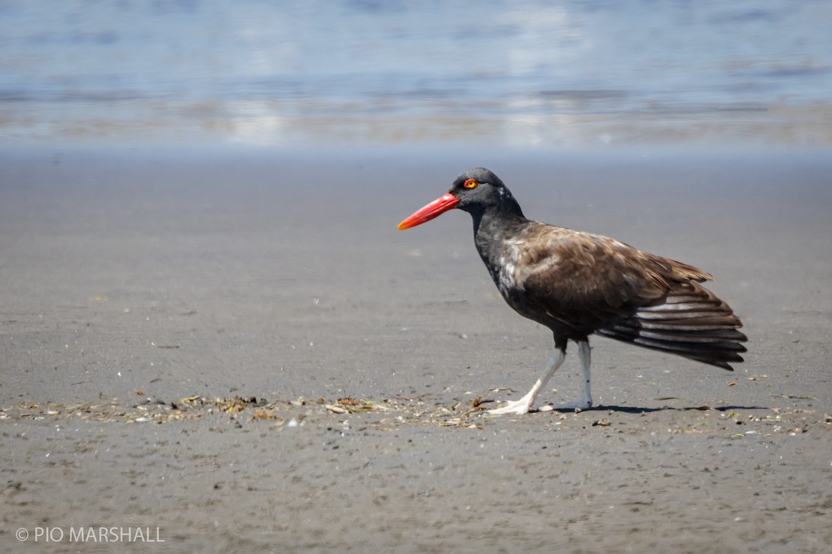 Blackish Oystercatcher - ML354435061