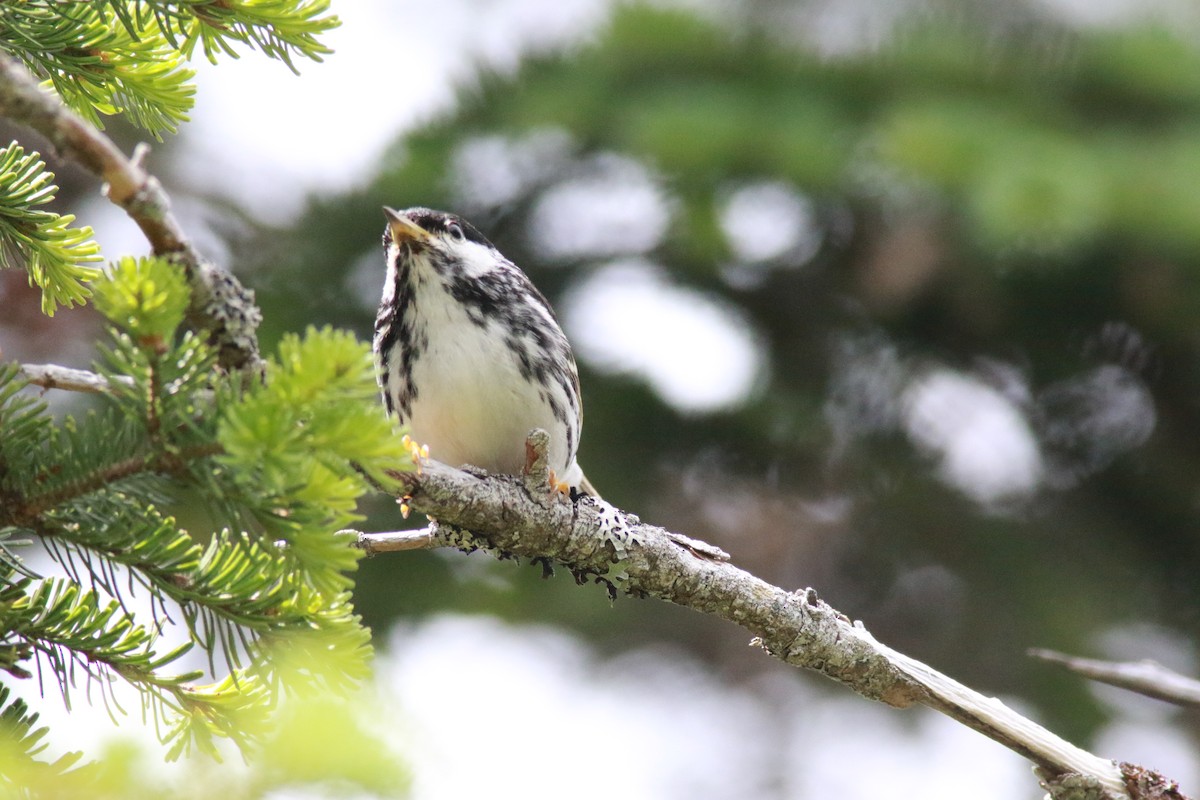 Blackpoll Warbler - ML354435821