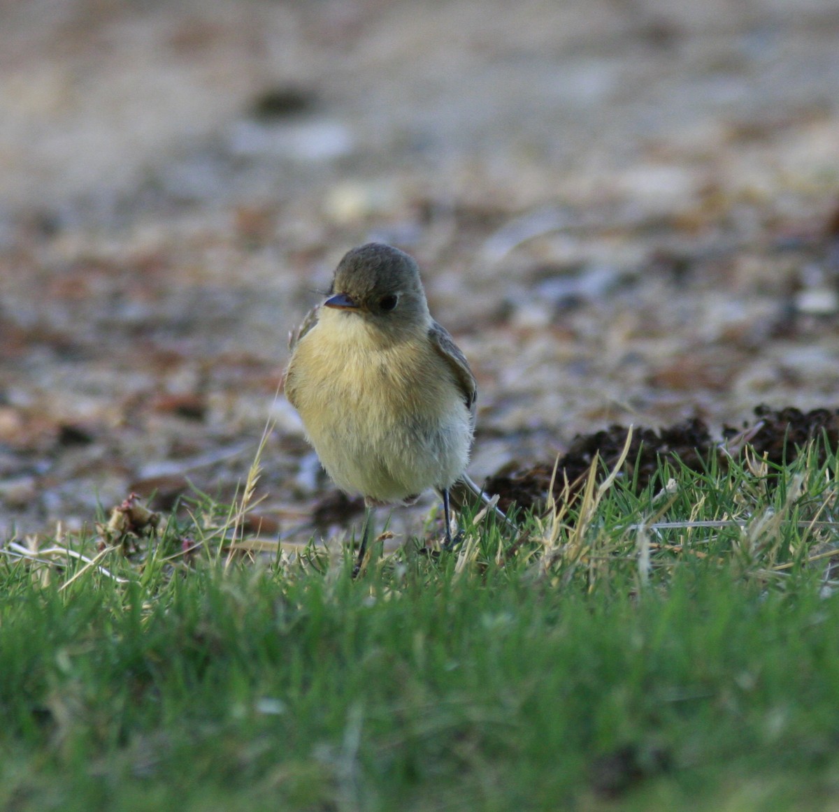 Buff-breasted Flycatcher - Mary & Nick Freeman