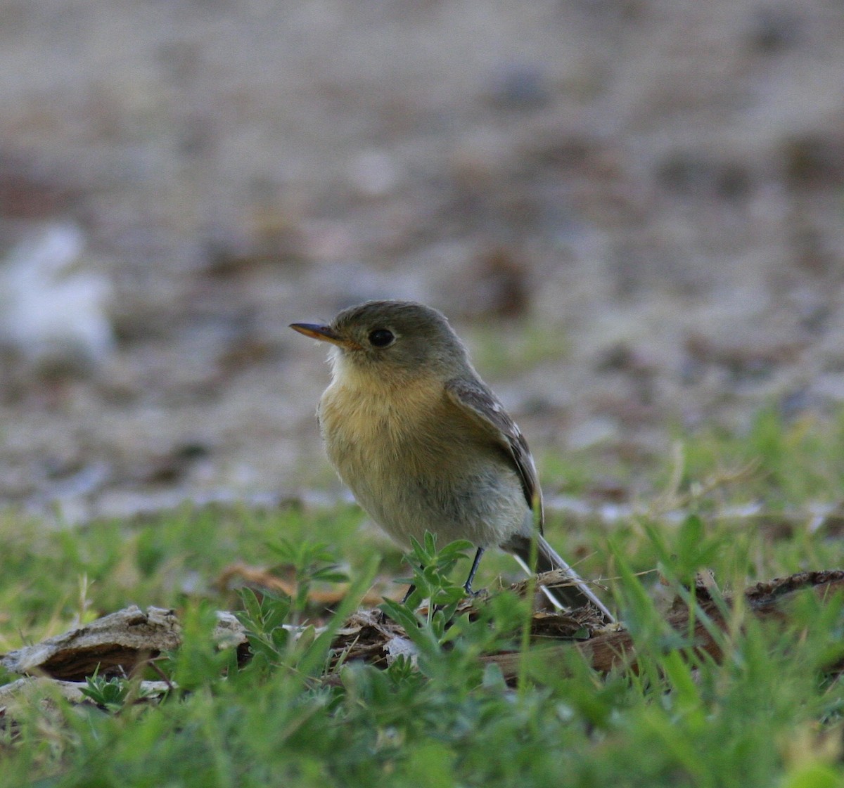 Buff-breasted Flycatcher - ML35443741