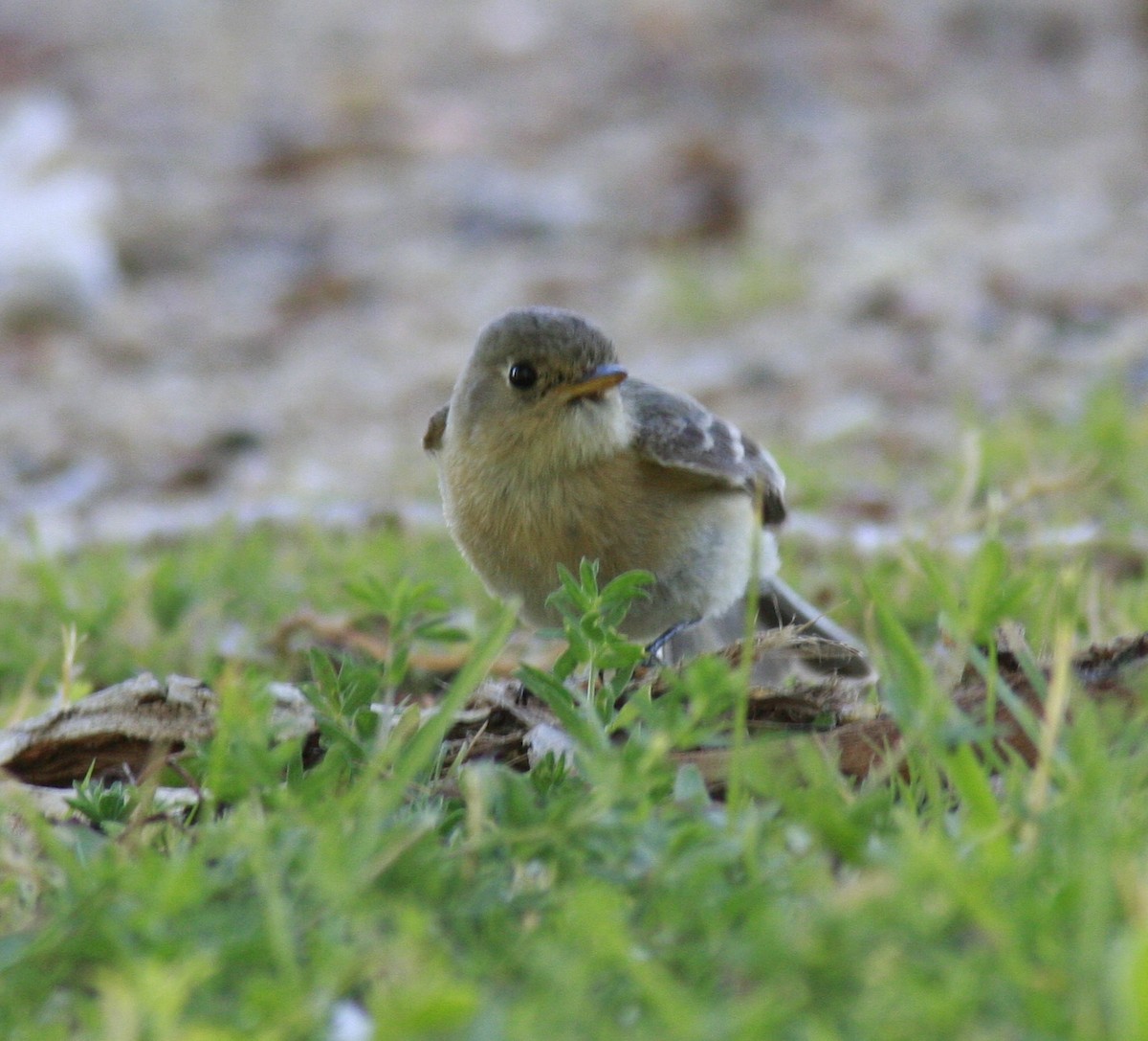 Buff-breasted Flycatcher - ML35443751