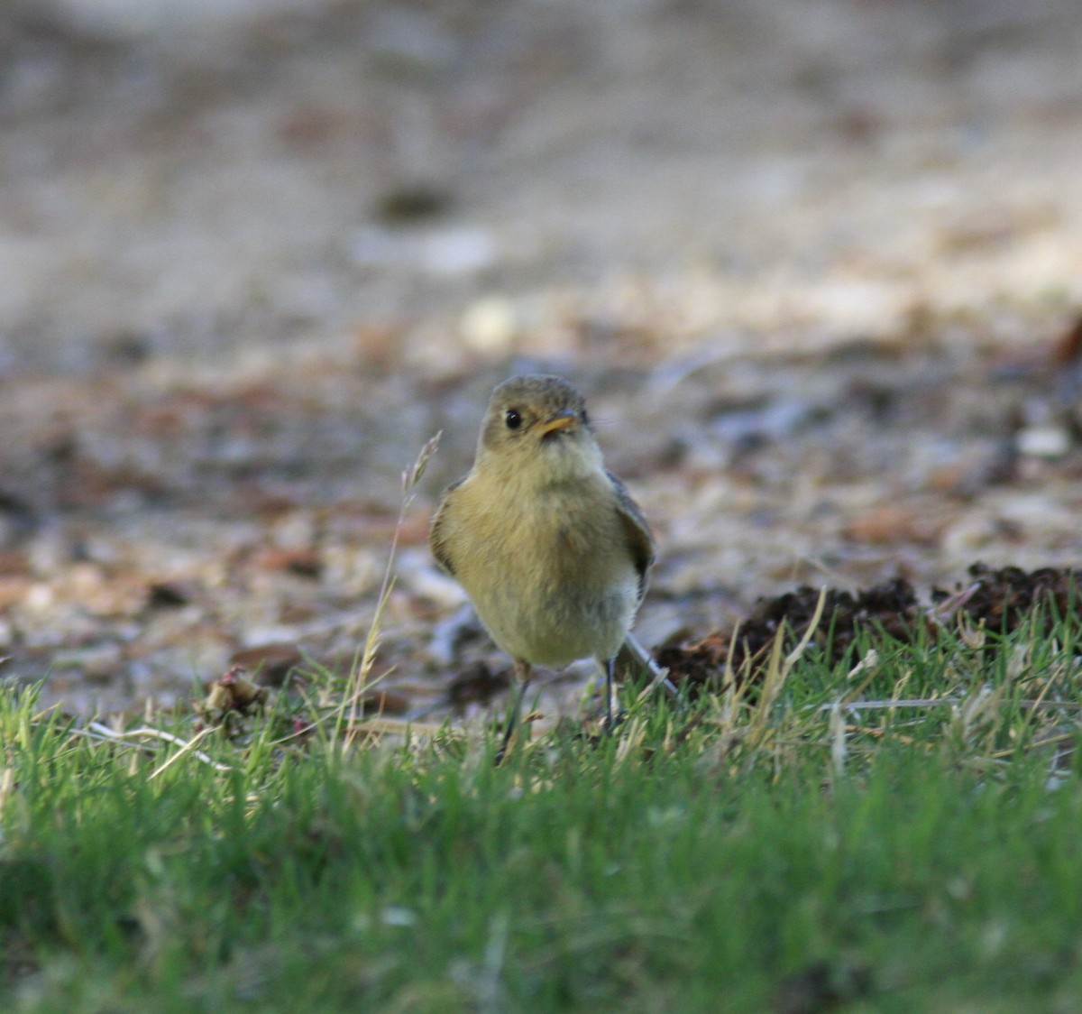 Buff-breasted Flycatcher - ML35443831