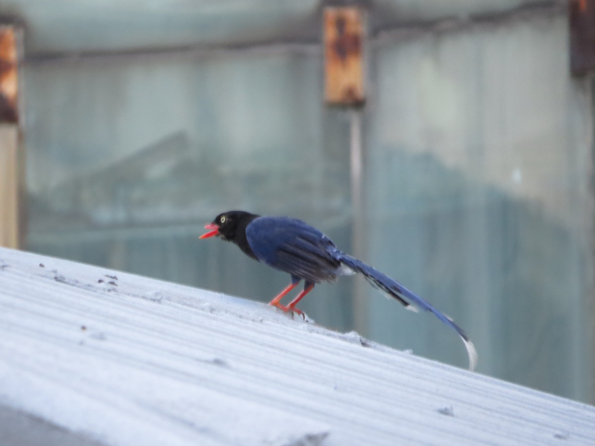 Taiwan Blue-Magpie - ML354438581