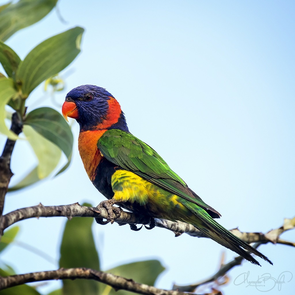 Red-collared Lorikeet - ML354439971