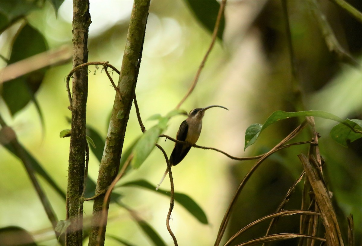 Длинноклювый колибри-отшельник - ML354440021