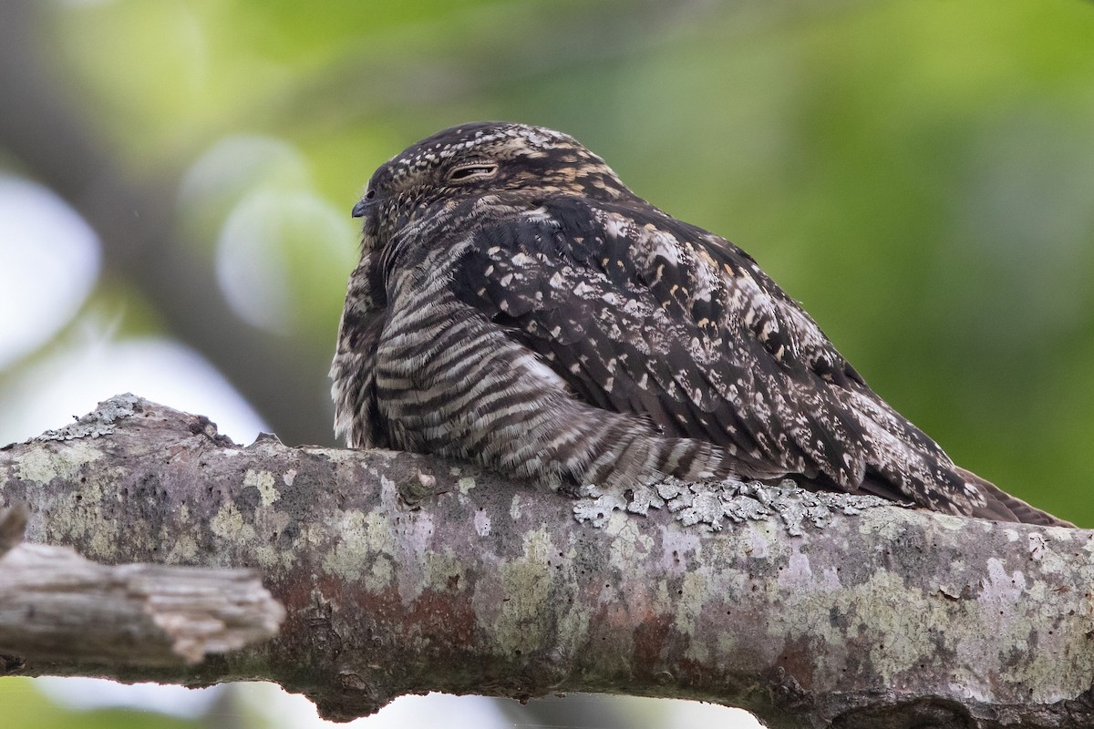 Common Nighthawk - Sam Zhang