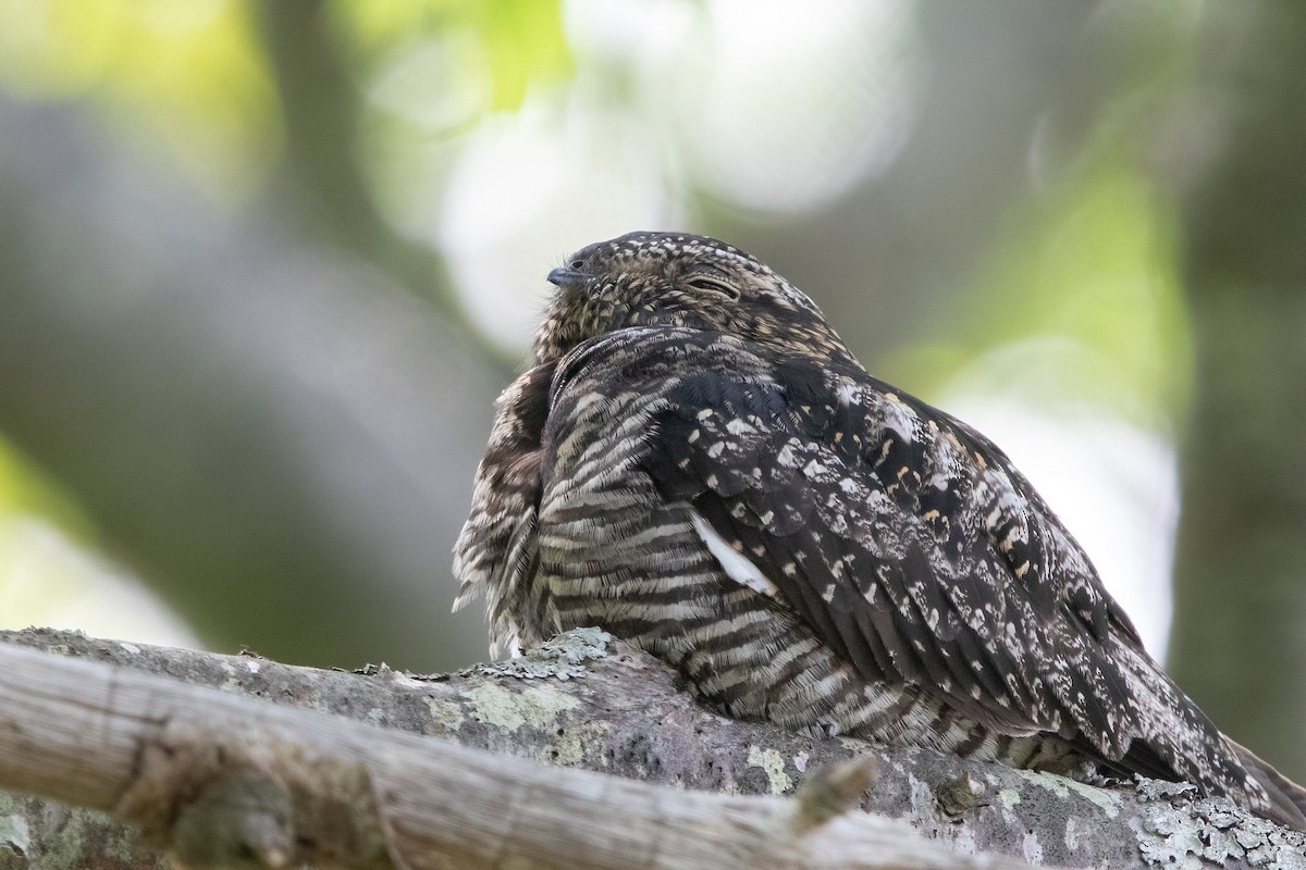 Common Nighthawk - Sam Zhang