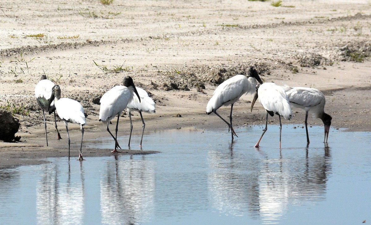 Wood Stork - ML354442491