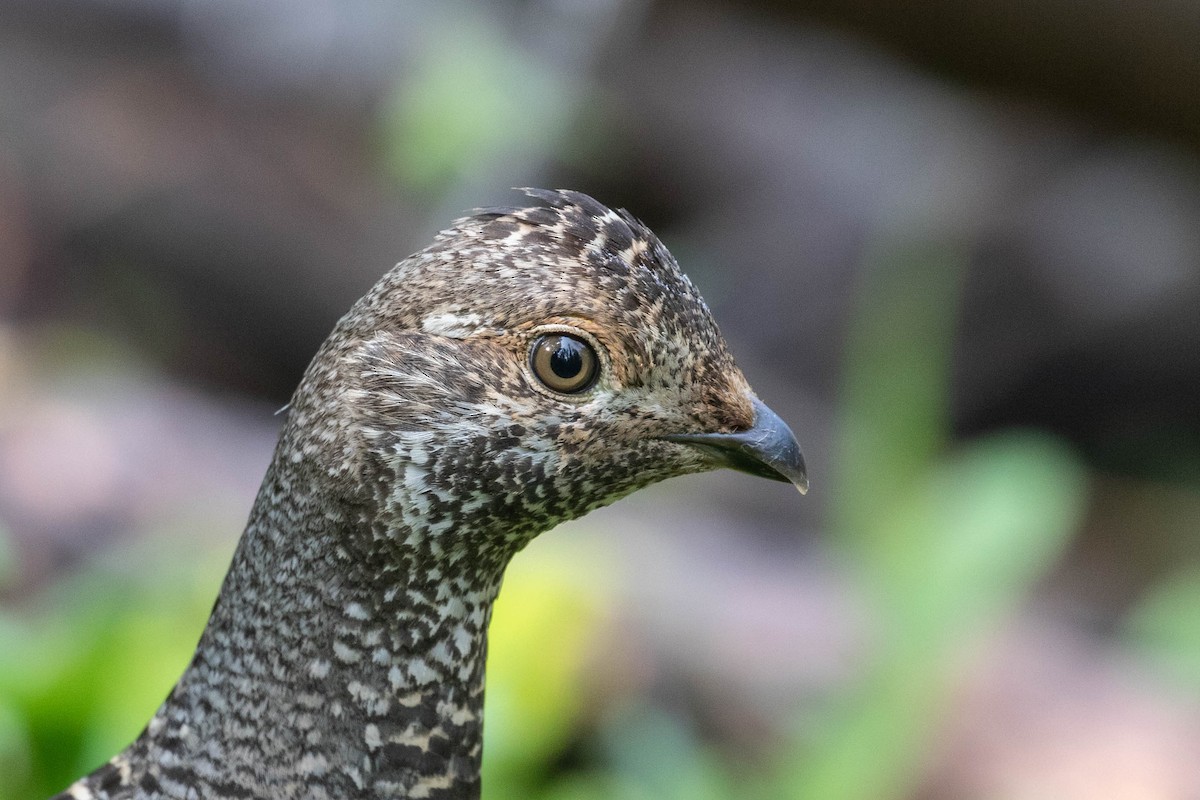 Gallo Oscuro - ML354442661