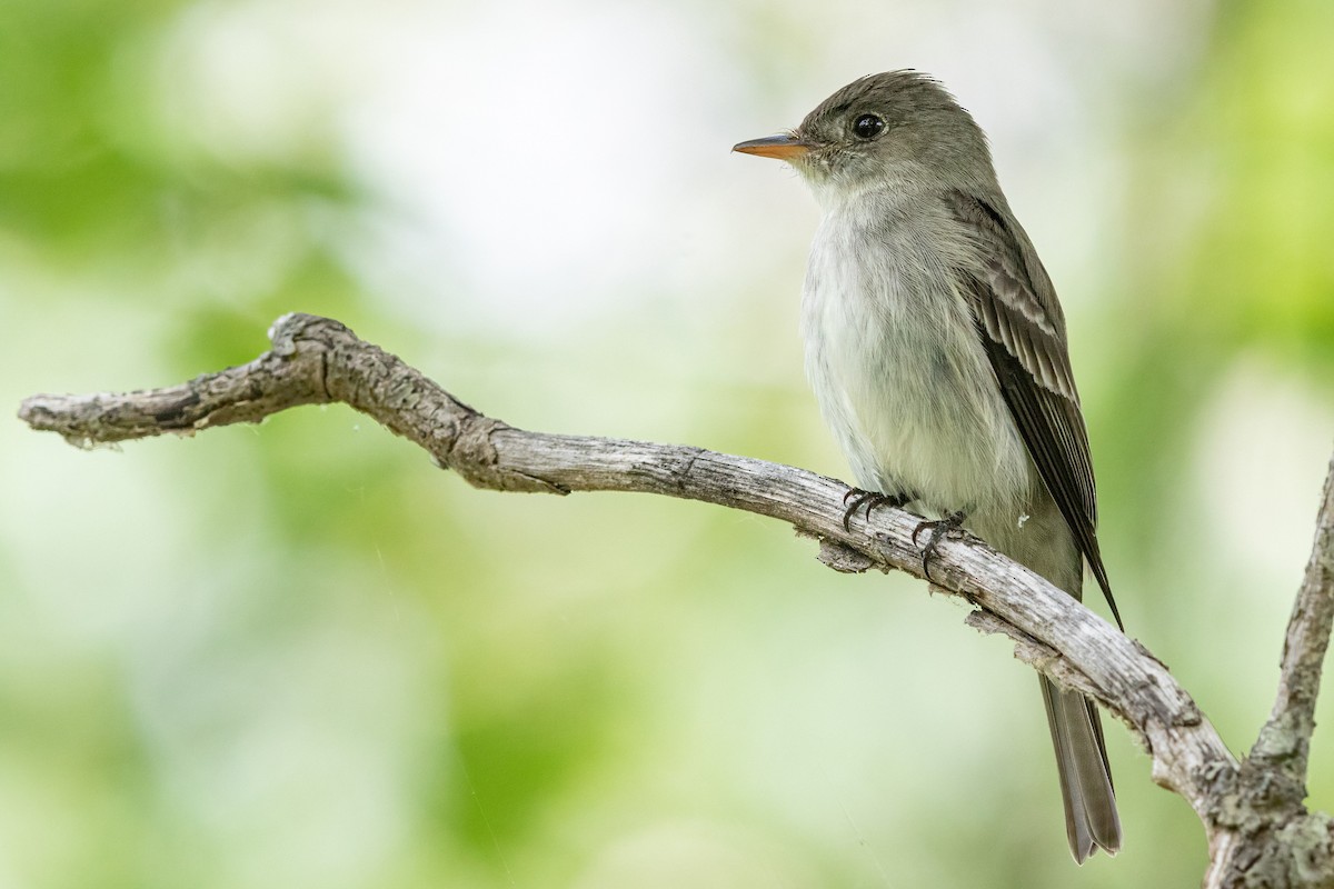 Eastern Wood-Pewee - Sam Zhang