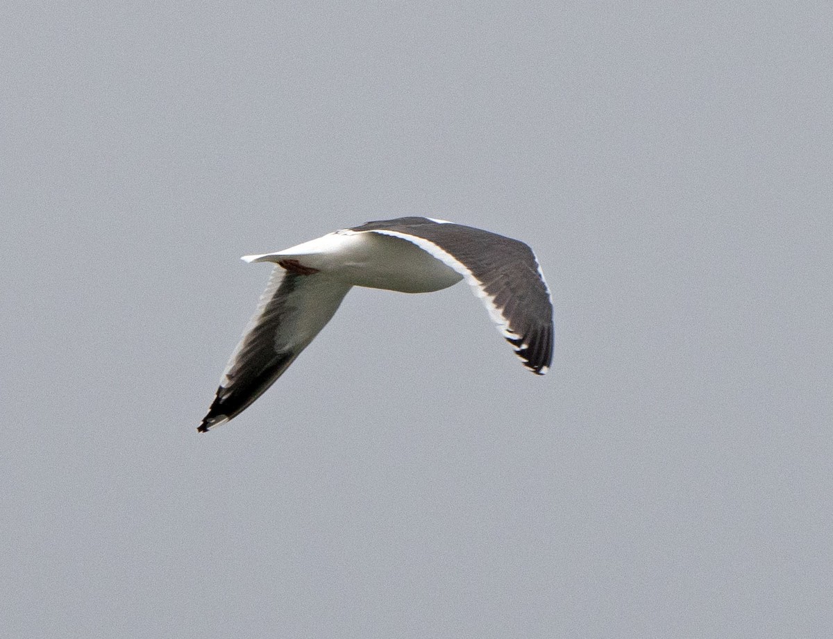 Slaty-backed Gull - Scott Berglund