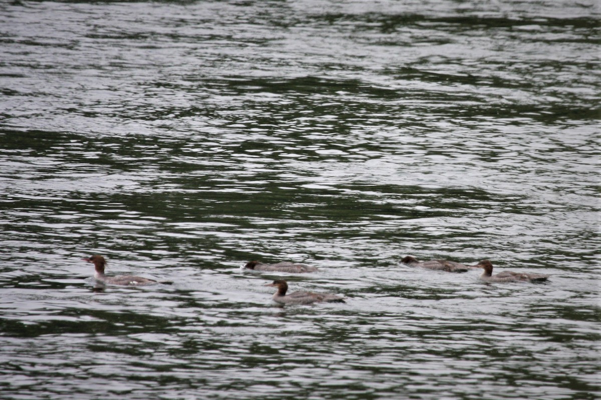 Common Merganser - ML354444651