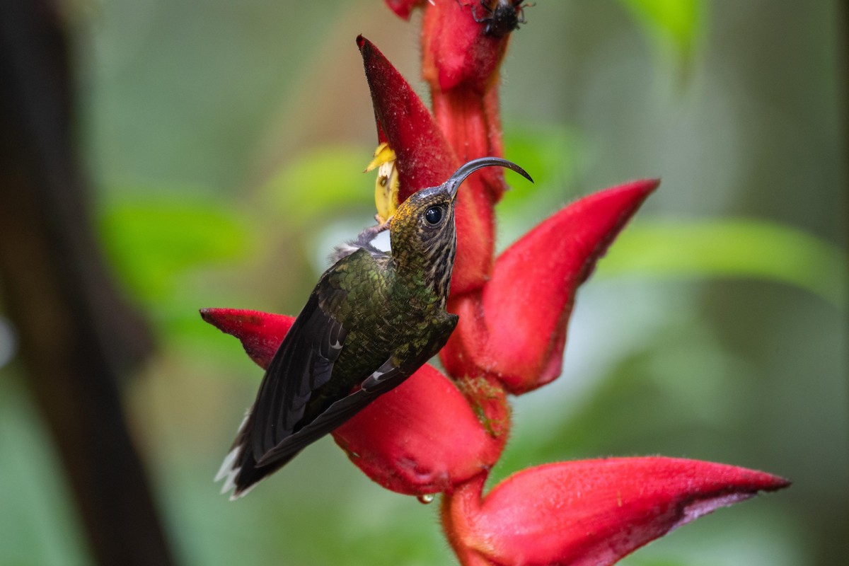 White-tipped Sicklebill - Josanel Sugasti -photographyandbirdingtourspanama
