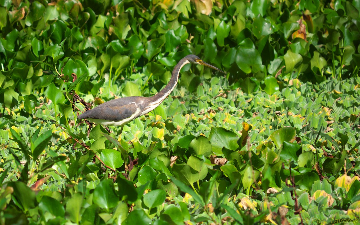 Tricolored Heron - Paul Tavares