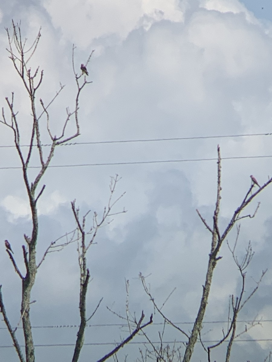 American Kestrel - ML354447571