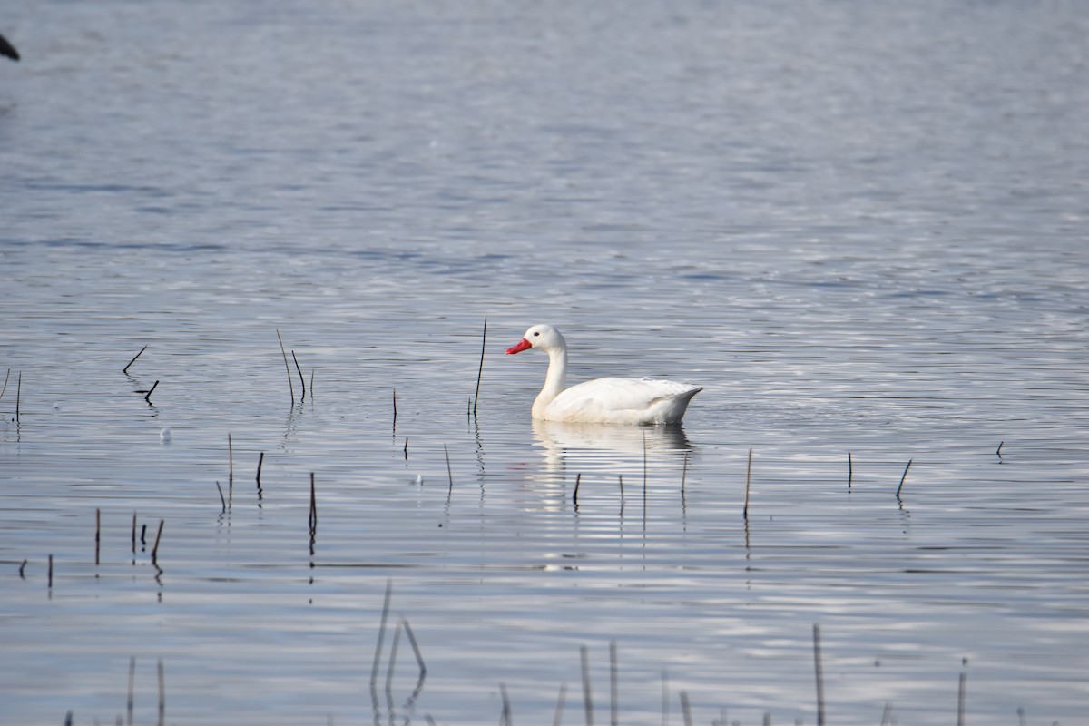 Coscoroba Swan - DANIEL ESTEBAN STANGE FERNANDEZ