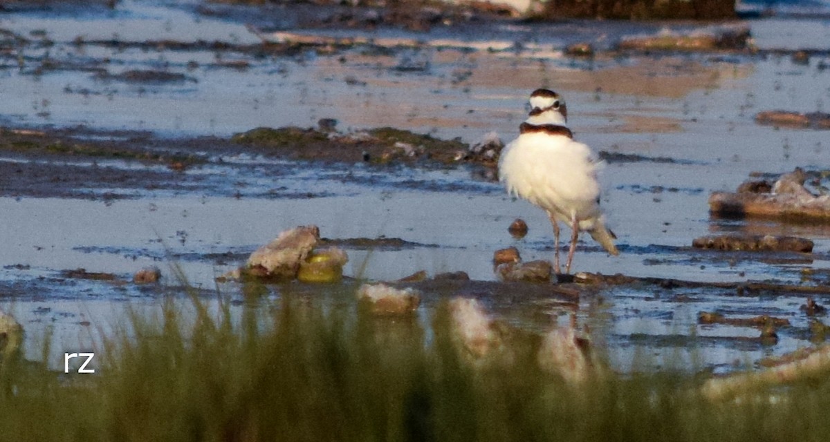 Collared Plover - ML35444951
