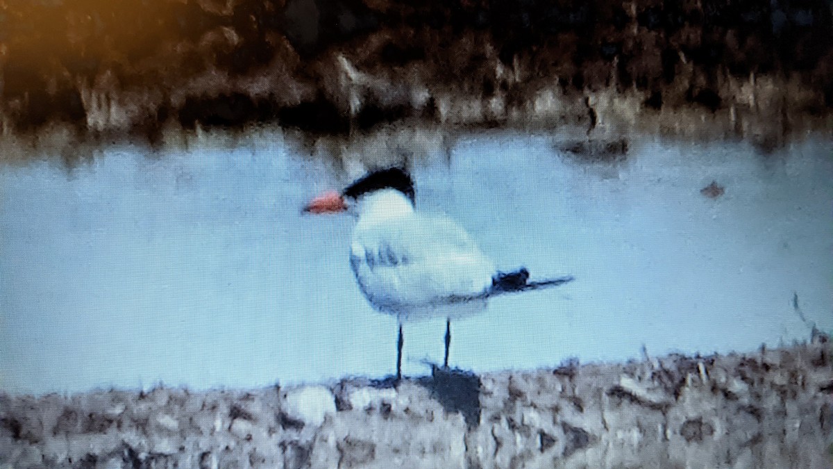 Caspian Tern - ML354449531