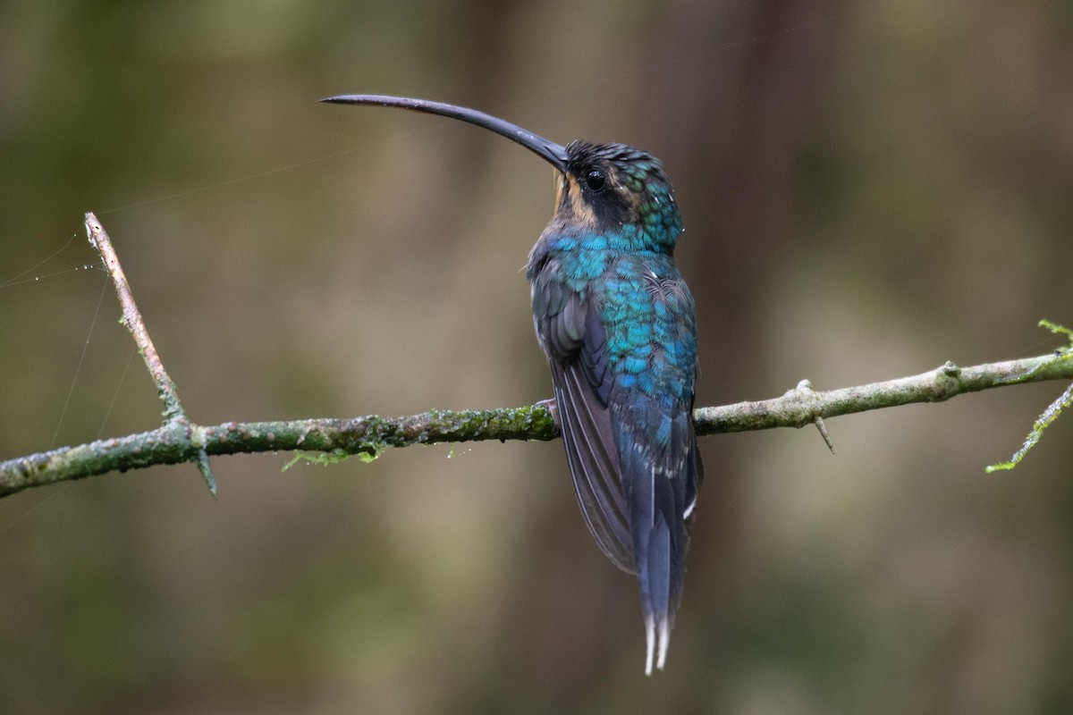 Grünschattenkolibri - ML354450251