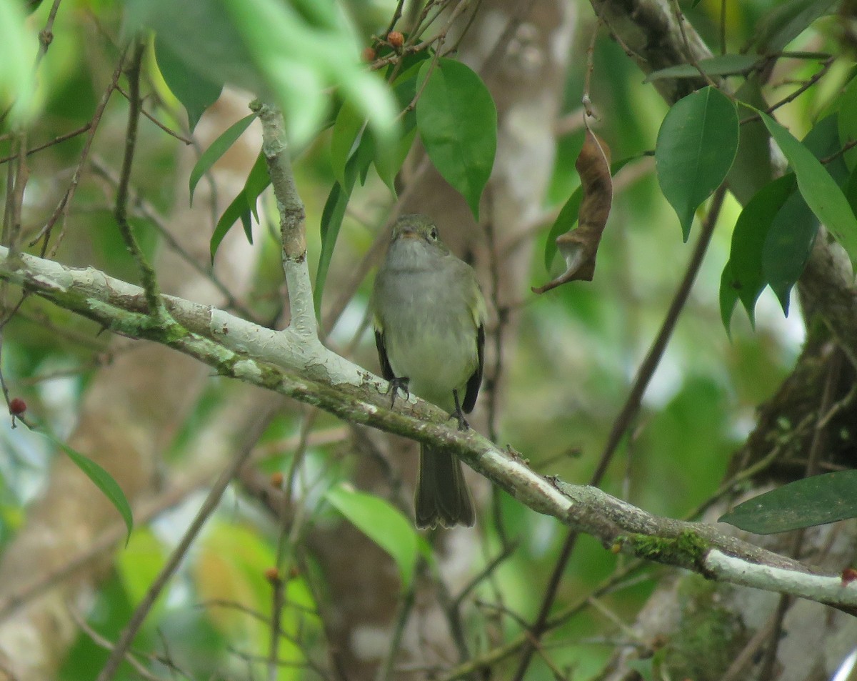 Small-billed Elaenia - ML354450311