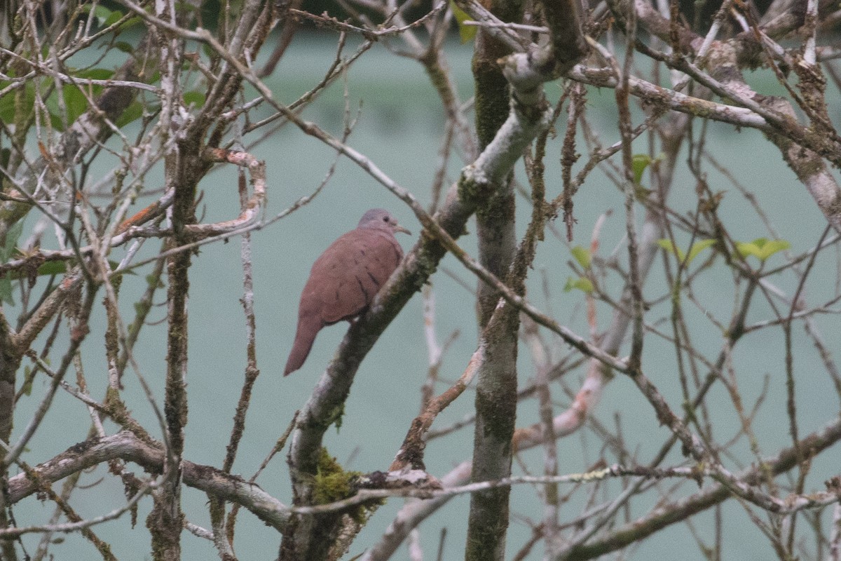 Ruddy Ground Dove - ML354452581