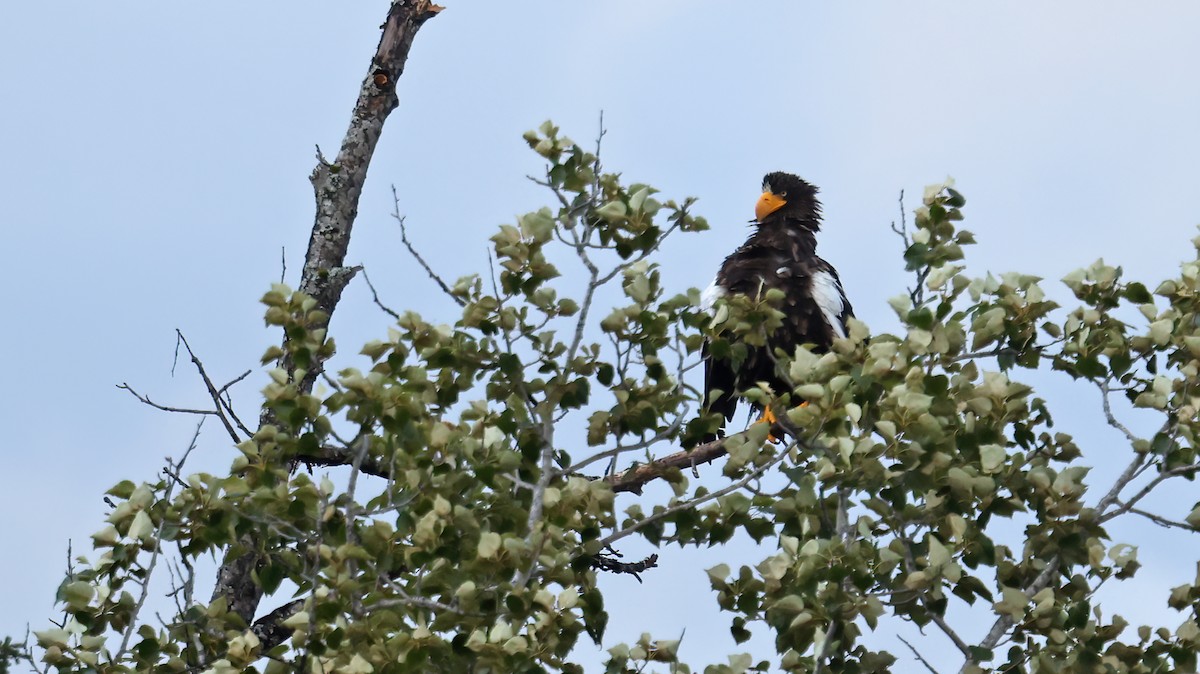 Steller's Sea-Eagle - ML354453151