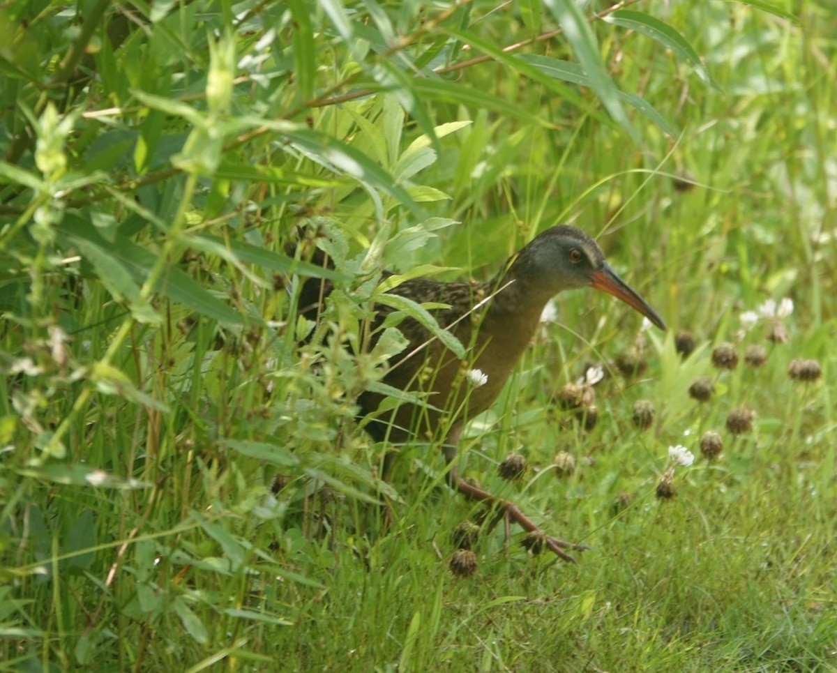 Virginia Rail - ML354453801