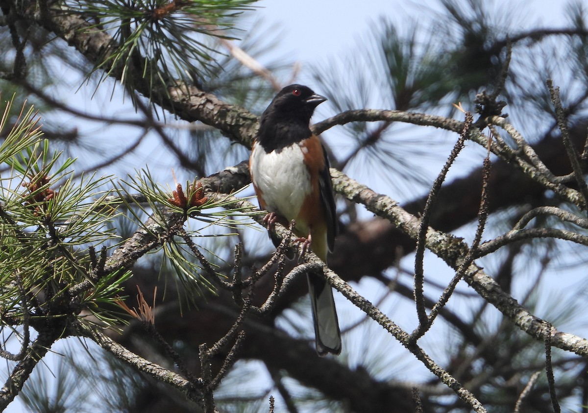 Eastern Towhee - ML354454001