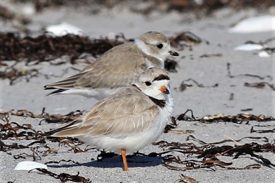 Piping Plover - Harold Forsyth