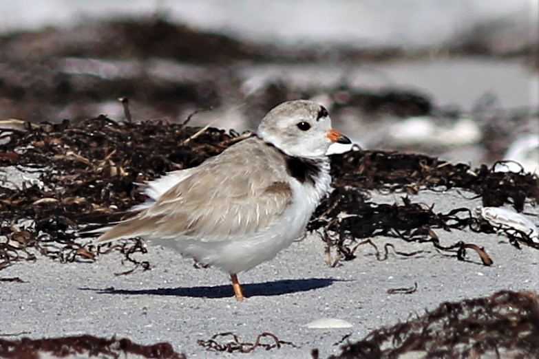 Piping Plover - Harold Forsyth