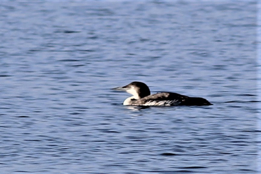 Common Loon - Harold Forsyth