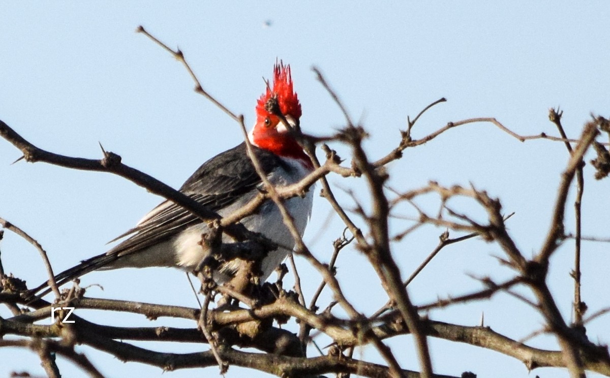 Red-crested Cardinal - ML35445571
