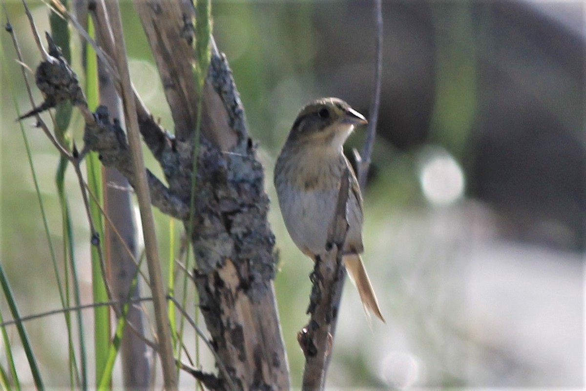 Nelson's Sparrow - ML354456411