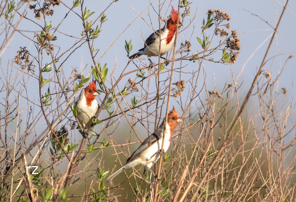 Red-crested Cardinal - ML35445731