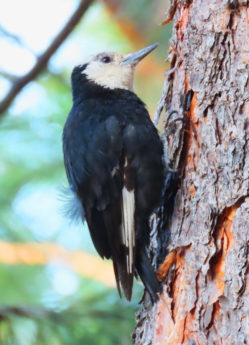 White-headed Woodpecker - ML354457411