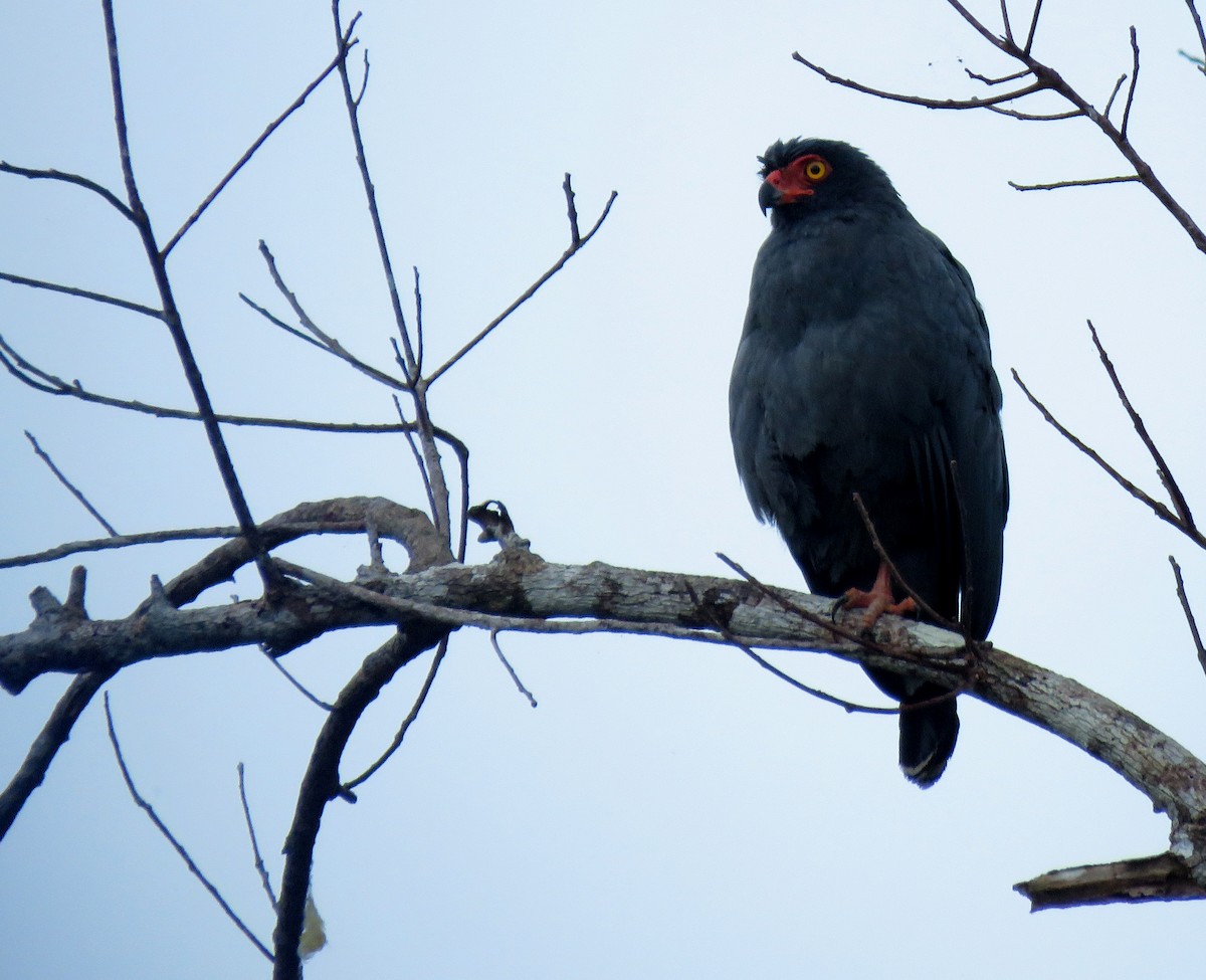 Slate-colored Hawk - Iván Lau