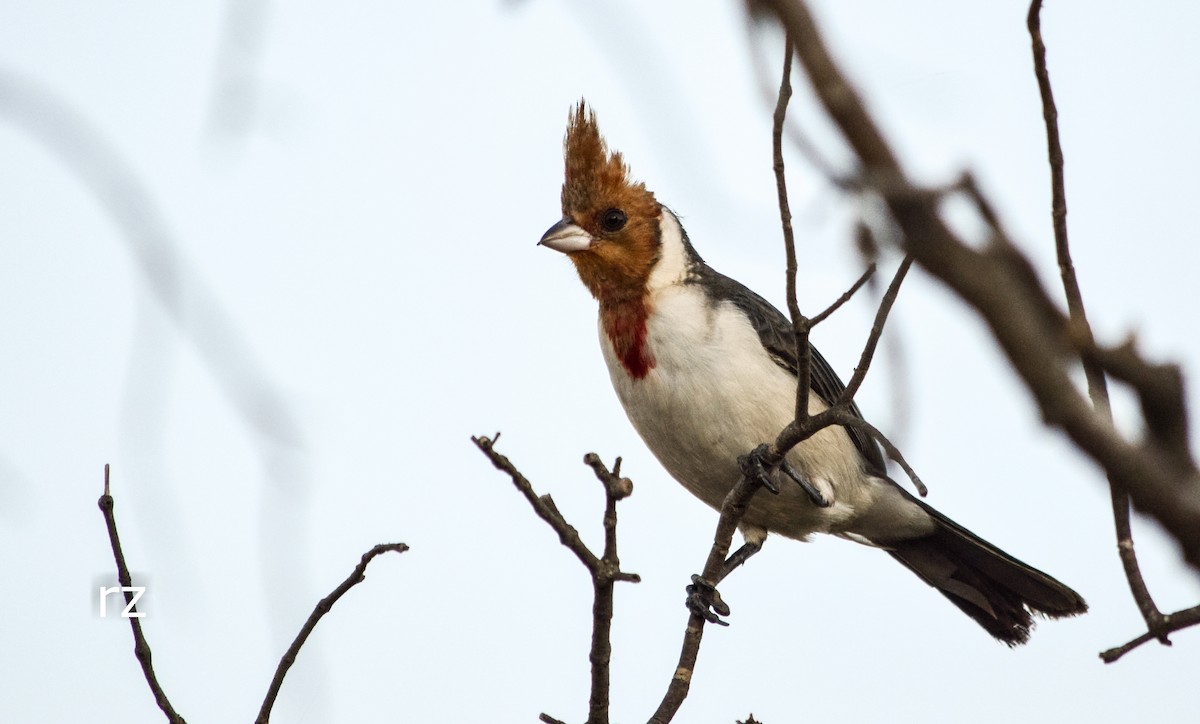 Red-crested Cardinal - ML35445811