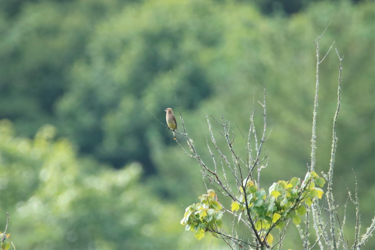 Cedar Waxwing - ML354458661