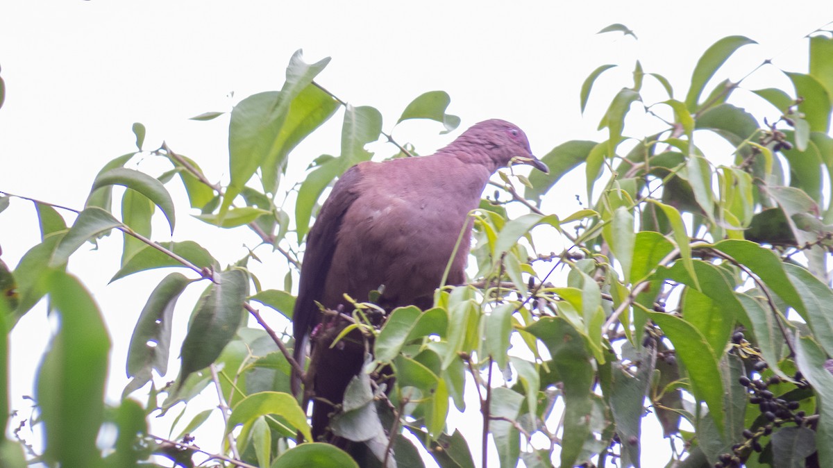 Ruddy Pigeon - ML354459471