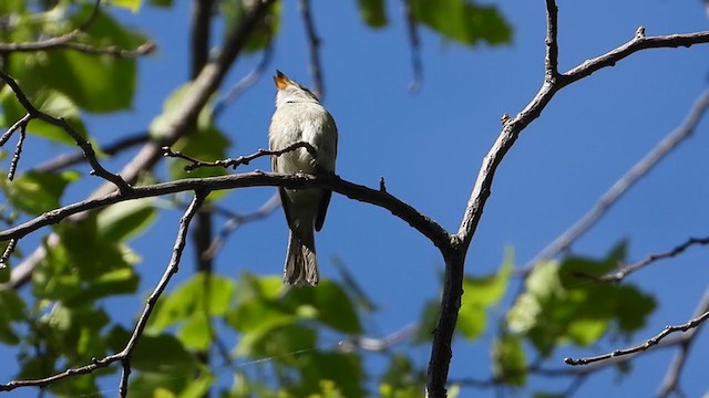 Least Flycatcher - ML354460151